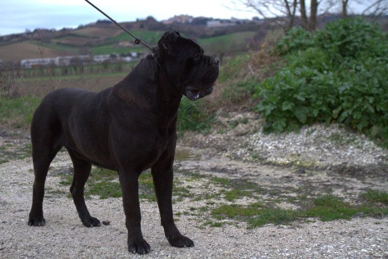 Nadal della collina del corso